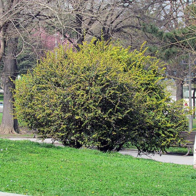 Berberis julianae - Julianes Berberitze (Plant habit)