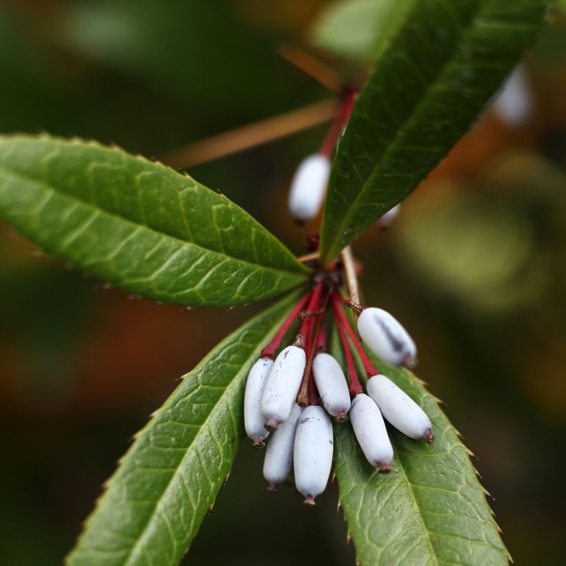 Berberis julianae - Julianes Berberitze (Harvest)