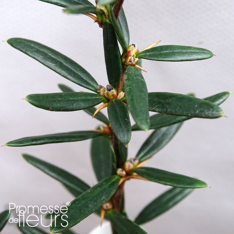 Berberis linearifolia Orange King - Berberitze (Foliage)