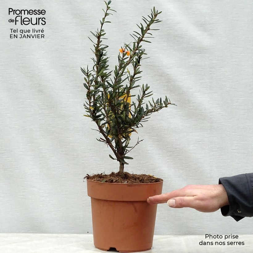 Example of Berberis linearifolia Orange King - Berberitze Topf mit 3L/4L as you get in hiver