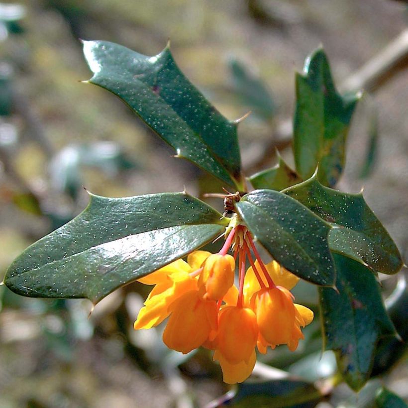 Berberis lologensis Apricot Queen - Berberitze (Foliage)