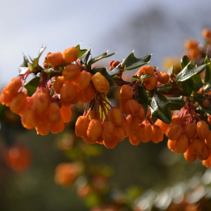 Berberis lologensis Apricot Queen - Berberitze (Flowering)
