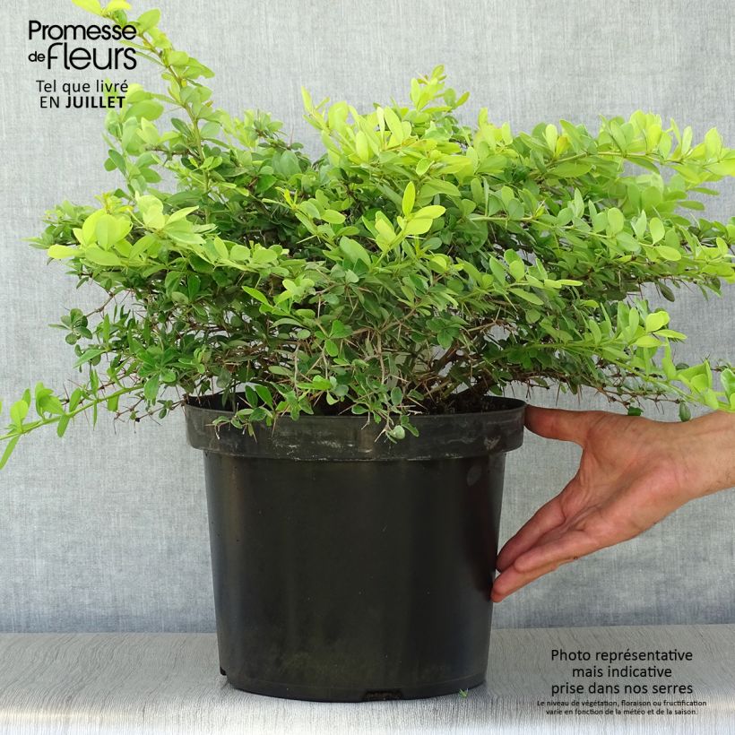 Exemplar von Berberis media Dual Jewel - Berberitze Topf mit 7,5L/10L wie im Sommer geliefert