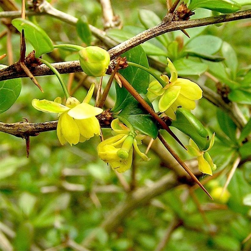 Berberis media Parkjuweel - Berberitze (Flowering)