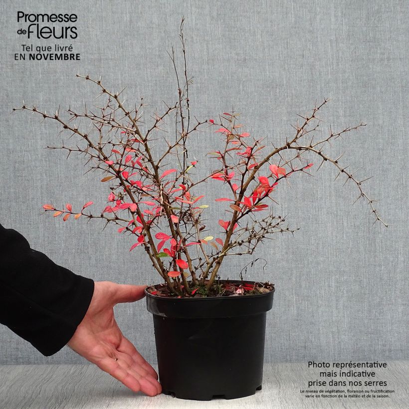 Example of Berberis media Parkjuweel - Berberitze Topf mit 2L/3L as you get in automne
