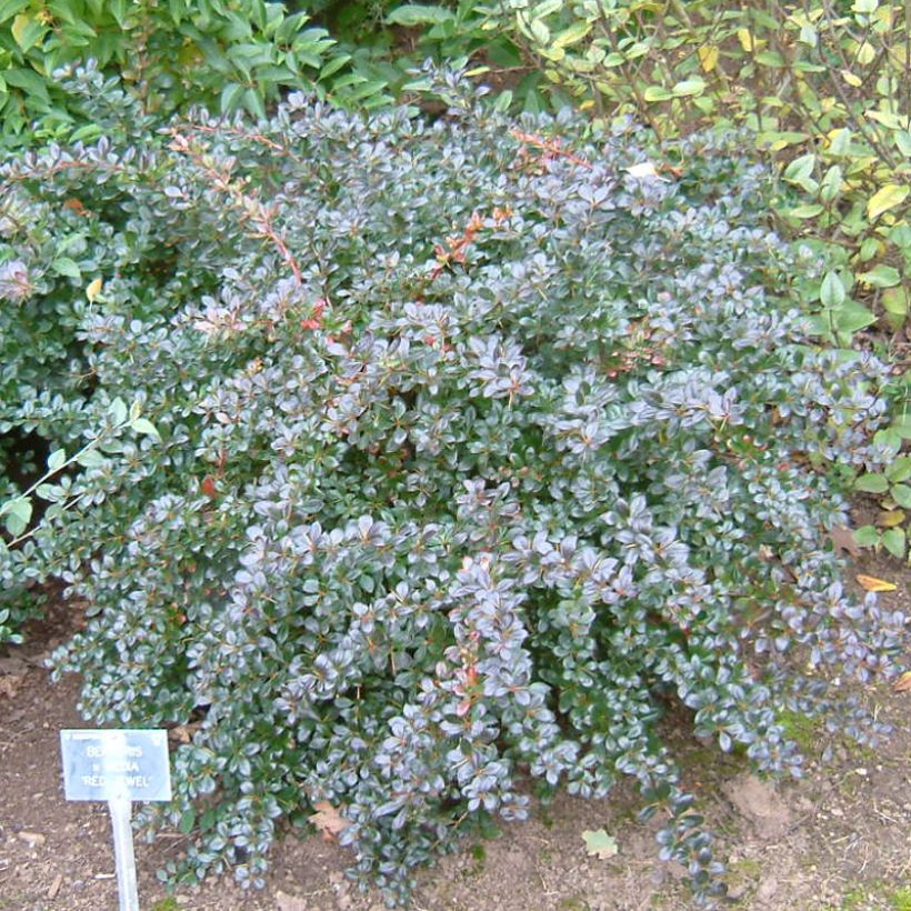 Berberis media Red Jewel - Berberitze (Plant habit)