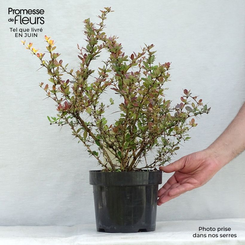 Example of Berberis media Red Jewel - Berberitze Topf mit 3L/4L as you get in ete