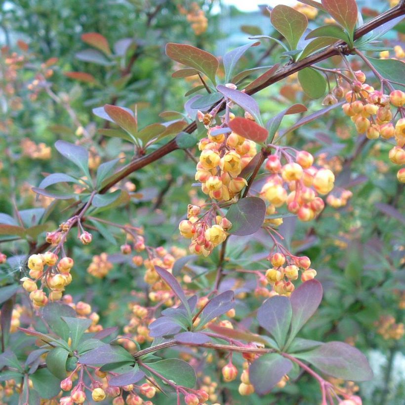 Berberis ottawensis Auricoma - Berberitze (Flowering)