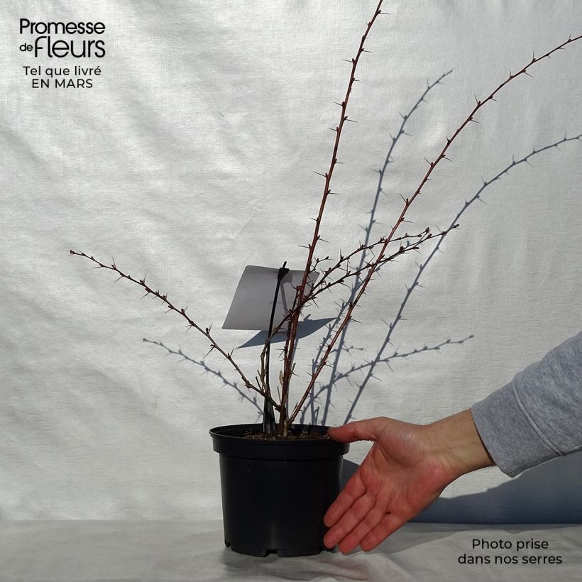 Exemplar von Berberis ottawensis Auricoma - Berberitze Topf mit 3L/4L wie im Frühjahr geliefert