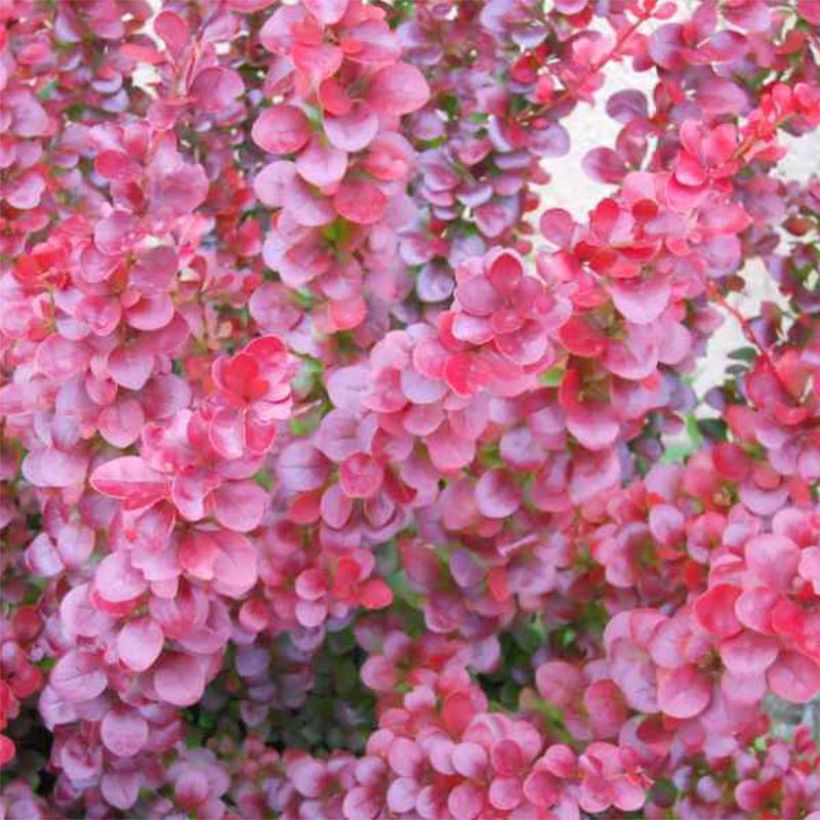 Berberis ottawensis Superba - Berberitze (Foliage)