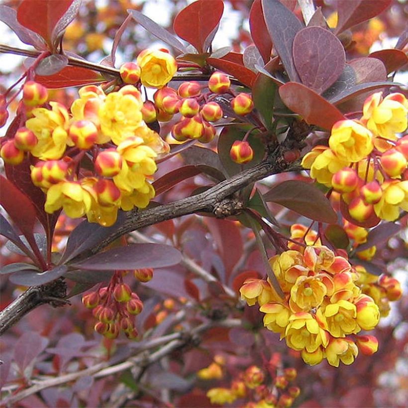 Berberis ottawensis Superba - Berberitze (Flowering)