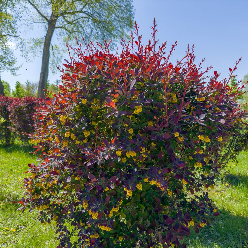 Berberis ottawensis Superba - Berberitze (Plant habit)