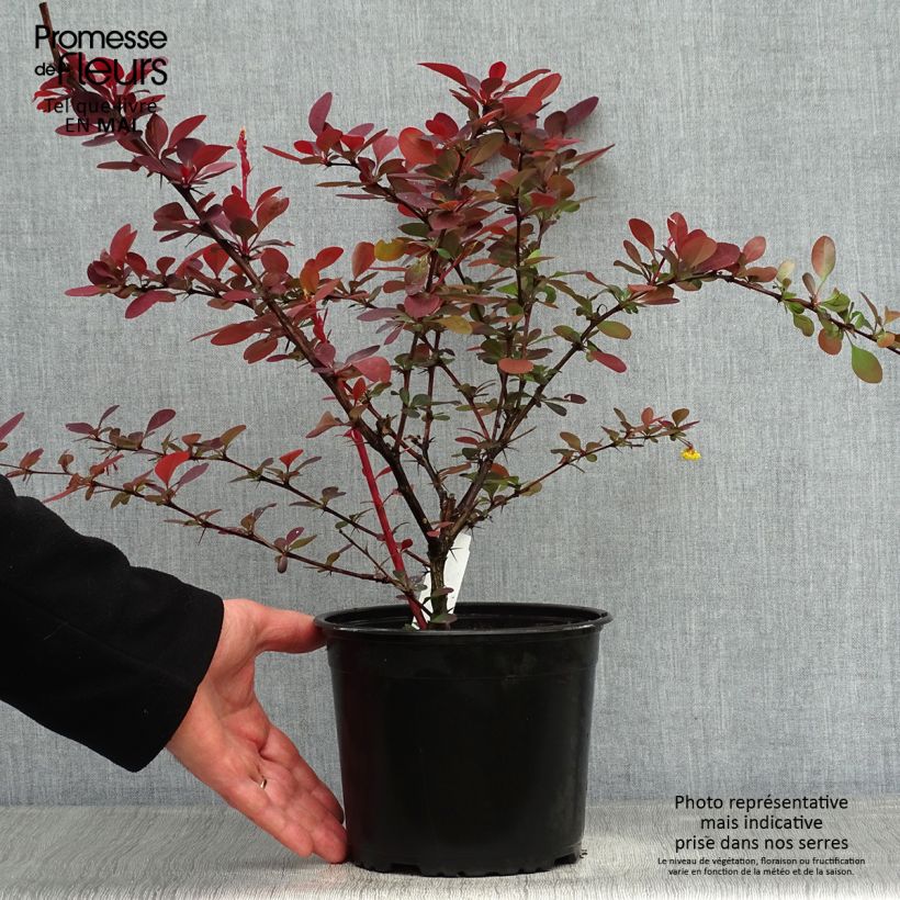 Exemplar von Berberis ottawensis Superba - Berberitze Topf mit 3L/4L wie im Frühjahr geliefert