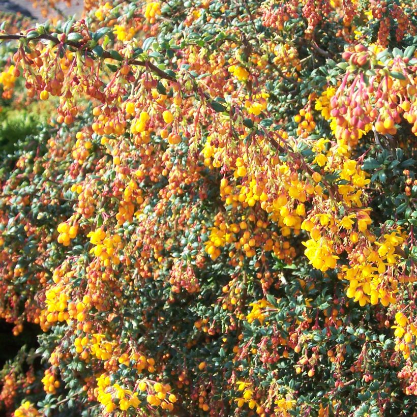 Berberis stenophylla Corallina Compacta - Schmalblättrige Berberitze (Plant habit)
