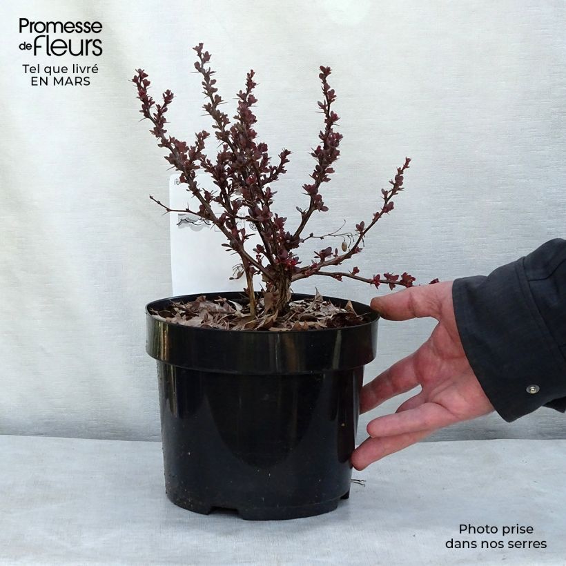 Exemplar von Berberis thunbergii Atropurpurea Nana Topf mit 2L/3L wie im Frühjahr geliefert