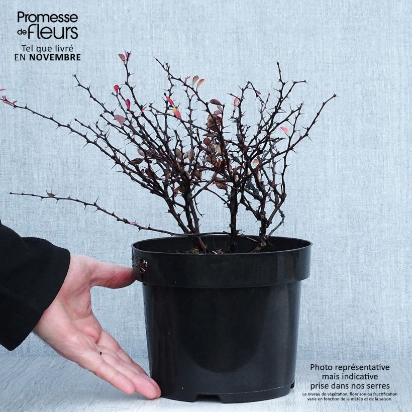 Example of Berberis thunbergii Atropurpurea Nana Topf mit 2L/3L as you get in automne
