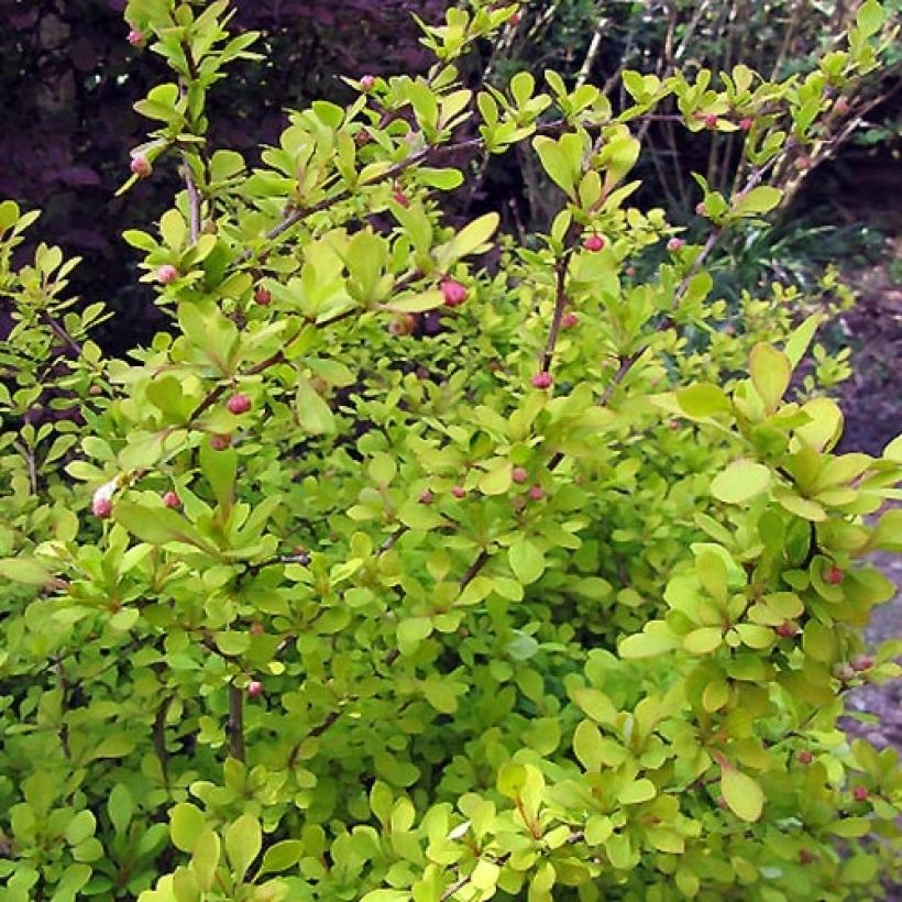 Berberis thunbergii Aurea (Foliage)
