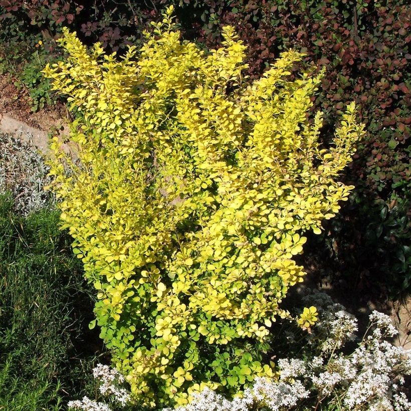 Berberis thunbergii Aurea (Plant habit)