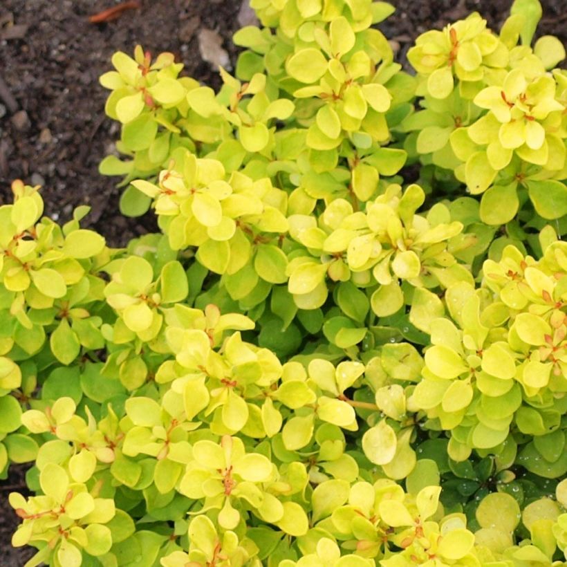 Berberis thunbergii Bonanza Gold (Foliage)
