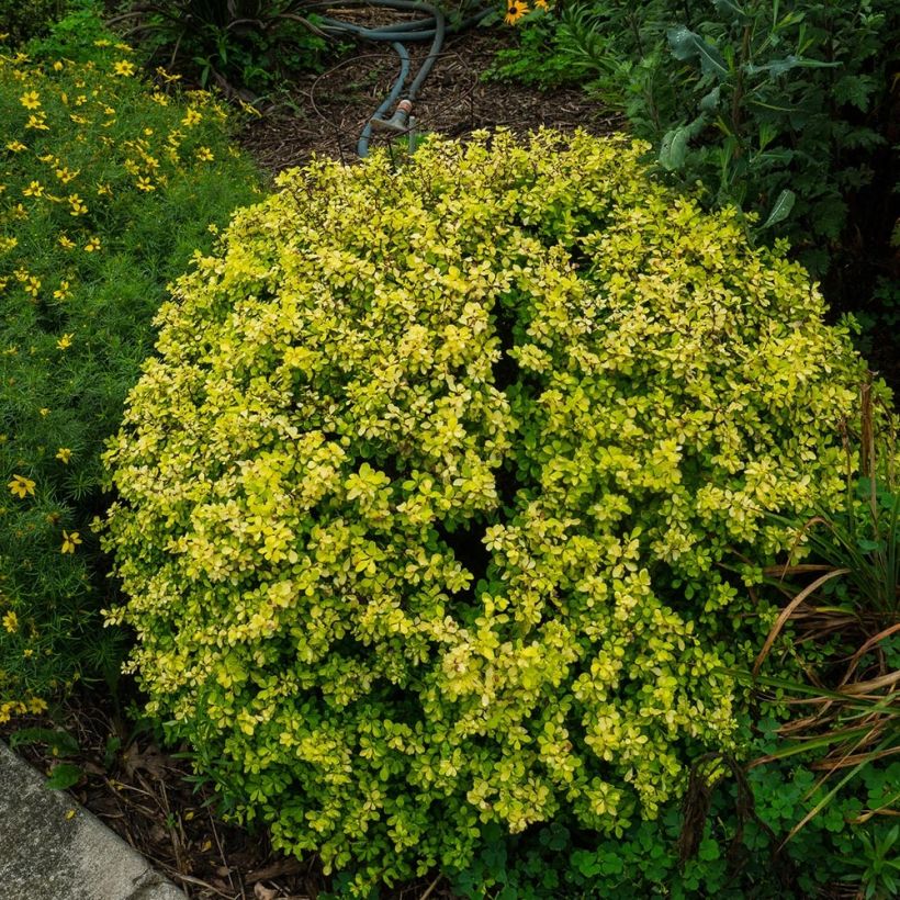 Berberis thunbergii Bonanza Gold (Plant habit)
