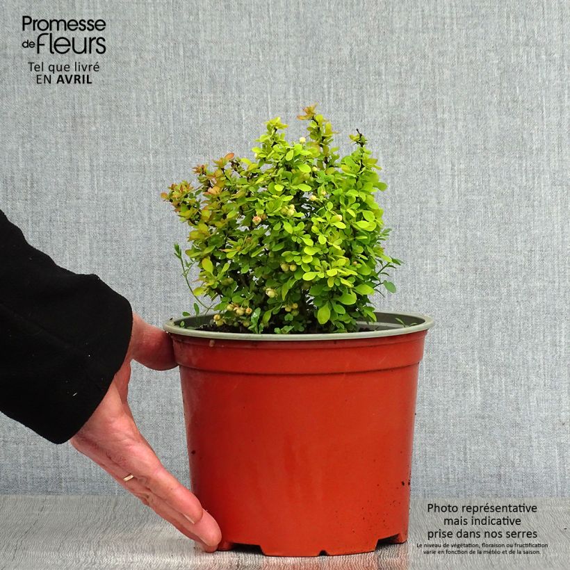 Exemplar von Berberis thunbergii Bonanza Gold Topf mit 2L/3L wie im Frühjahr geliefert