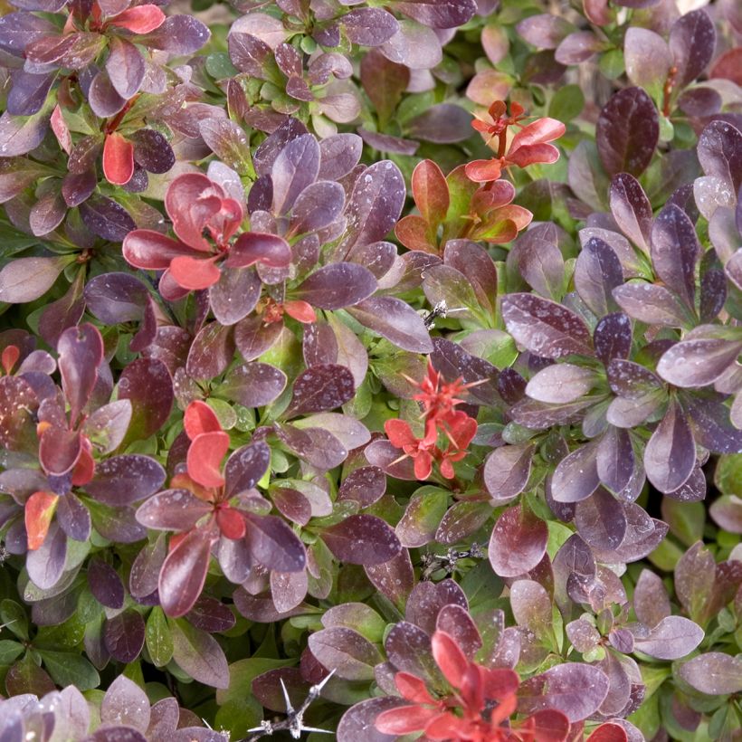Berberis thunbergii Cabernet® FIRST EDITIONS® - Thunberg-Berberitze (Foliage)