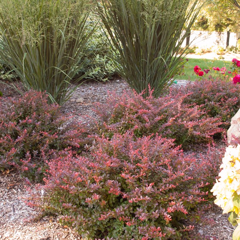 Berberis thunbergii Cabernet® FIRST EDITIONS® - Thunberg-Berberitze (Plant habit)