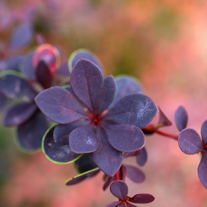 Berberis thunbergii Dart's Red Lady (Foliage)