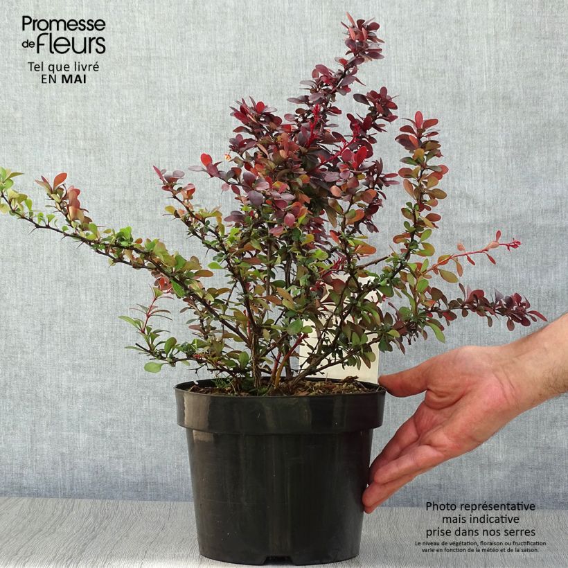 Exemplar von Berberis thunbergii Dart's Red Lady Topf mit 2L/3L wie im Frühjahr geliefert