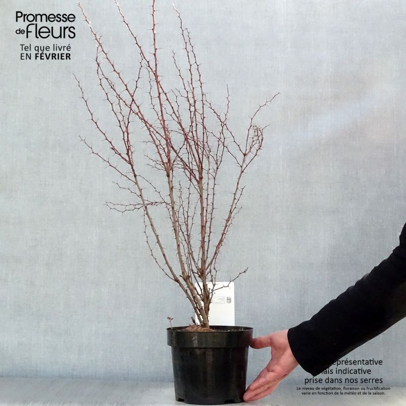 Exemplar von Berberis thunbergii Topf mit 2L/3L wie im Winter geliefert