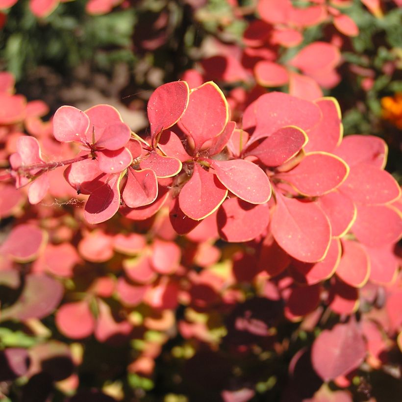 Berberis thunbergii Fireball (Foliage)