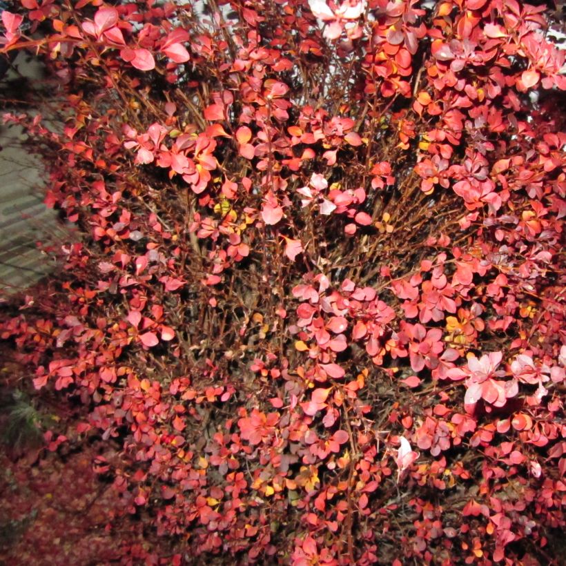 Berberis thunbergii Fireball (Plant habit)