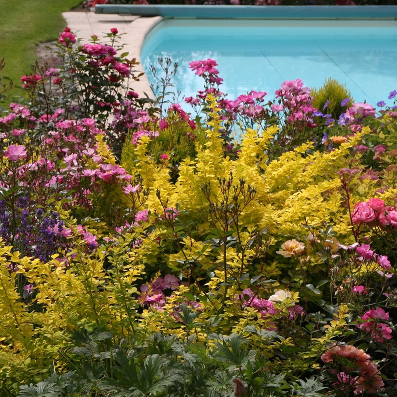 Berberis thunbergii Golden Carpet (Plant habit)