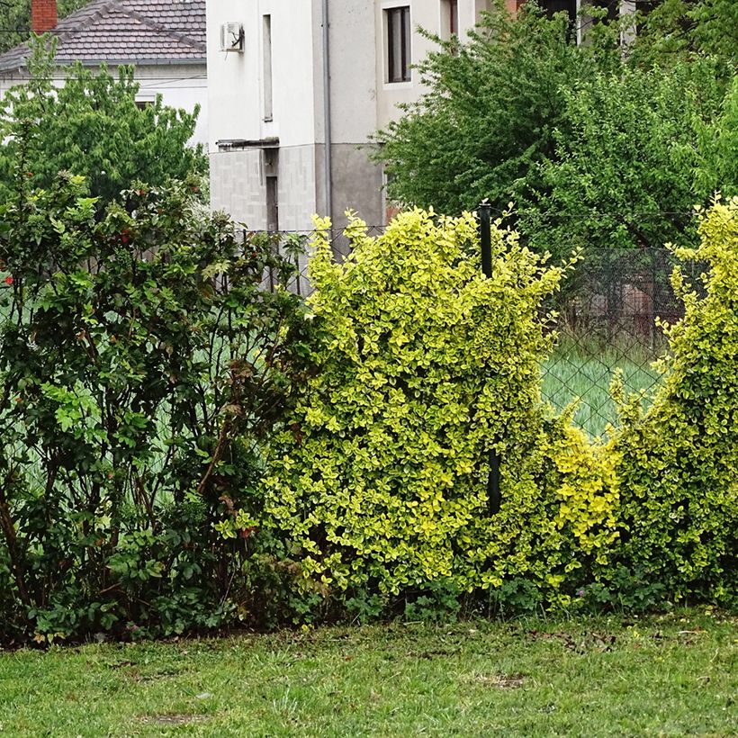 Berberis thunbergii Golden Dream (Plant habit)