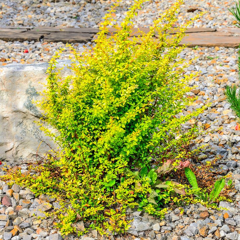 Berberis thunbergii Golden Rocket (Plant habit)