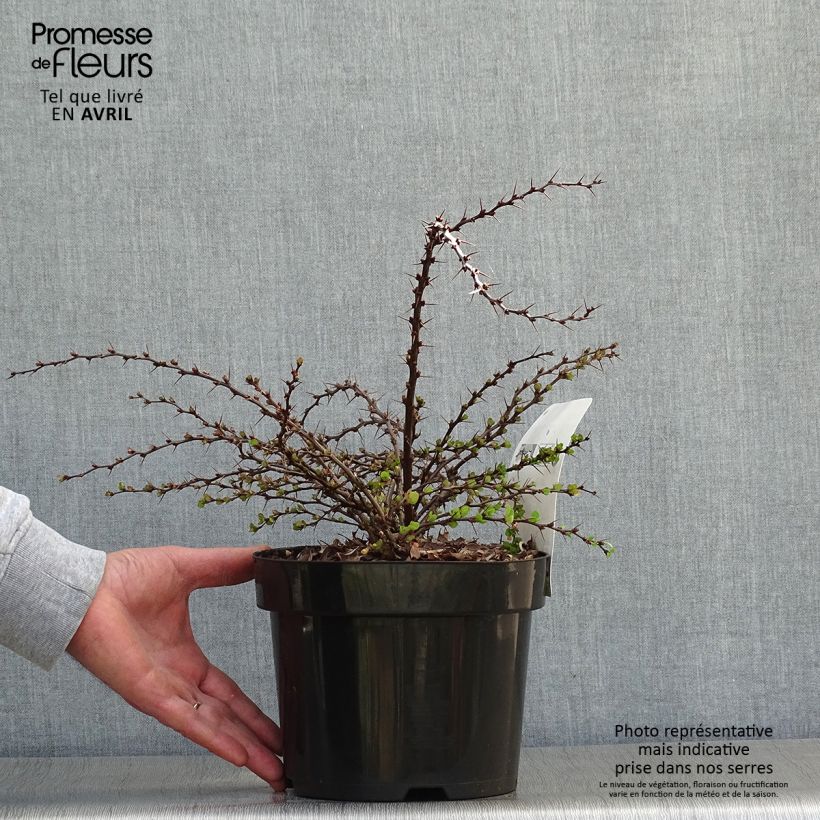 Exemplar von Berberis thunbergii Green Carpet Topf mit 3L/4L wie im Frühjahr geliefert