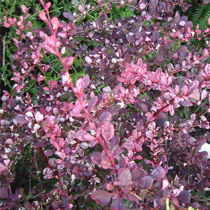 Berberis thunbergii Harlequin (Foliage)