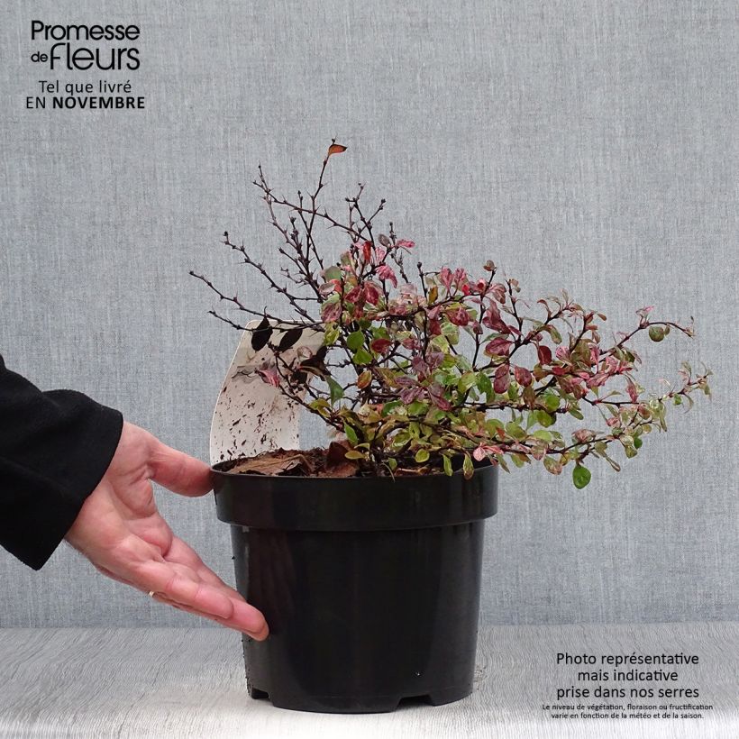 Example of Berberis thunbergii Inspiration Topf mit 2L/3L as you get in automne