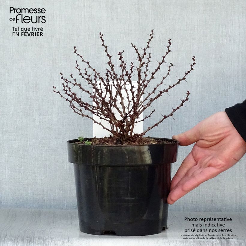 Exemplar von Berberis thunbergii Kobold Topf mit 2L/3L wie im Winter geliefert