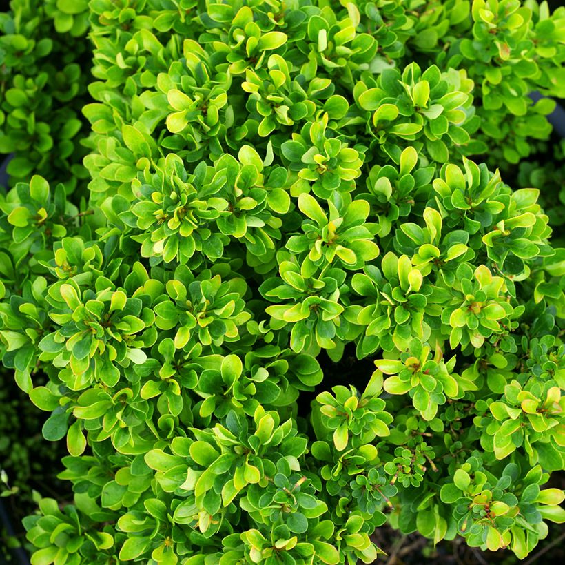 Berberis thunbergii Kobold (Foliage)