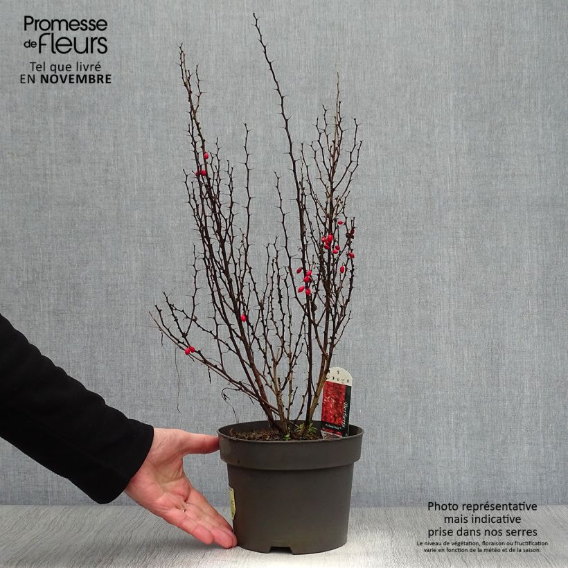 Example of Berberis thunbergii Maria Topf mit 2L/3L as you get in automne