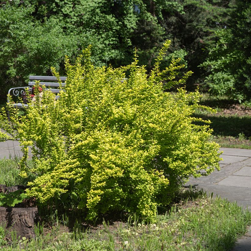 Berberis thunbergii Maria (Plant habit)