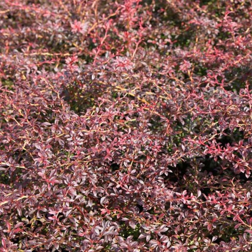 Berberis thunbergii Orange Dream (Foliage)