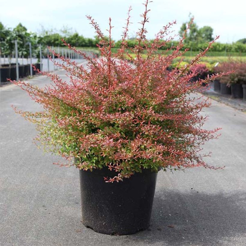 Berberis thunbergii Orange Dream (Plant habit)