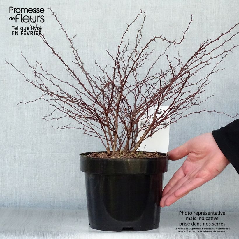 Exemplar von Berberis thunbergii Orange Dream Topf mit 2L/3L wie im Winter geliefert