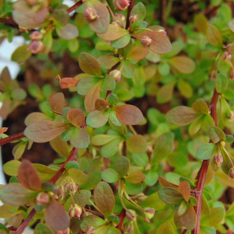 Berberis thunbergii Red Dream (Foliage)
