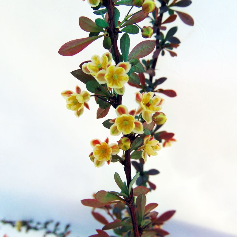 Berberis thunbergii Red Dream (Flowering)