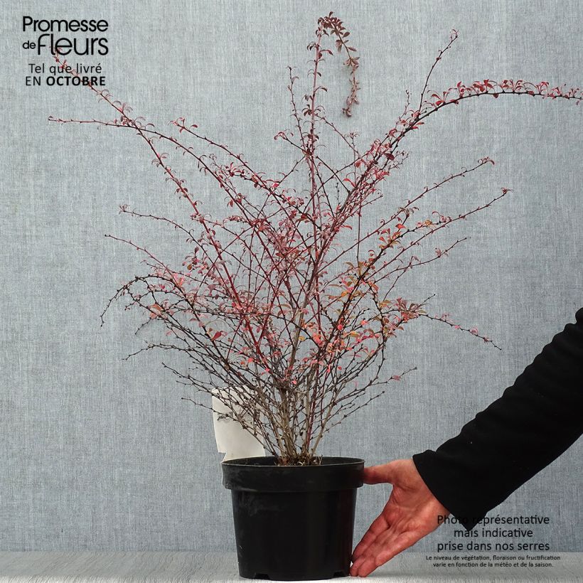Example of Berberis thunbergii Red Dream Topf mit 3L/4L as you get in automne