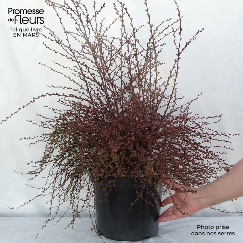 Exemplar von Berberis thunbergii Red Dream Topf mit 7,5L/10L wie im Frühjahr geliefert