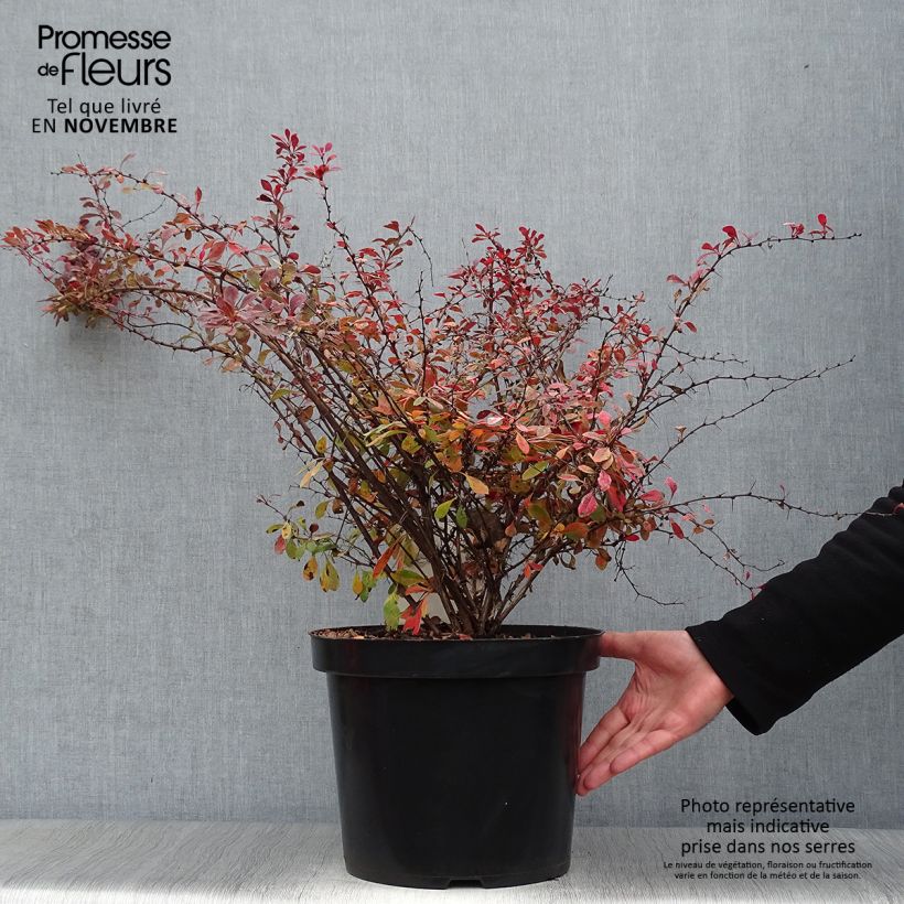 Example of Berberis thunbergii Rosy Glow Topf mit 7,5L/10L as you get in automne